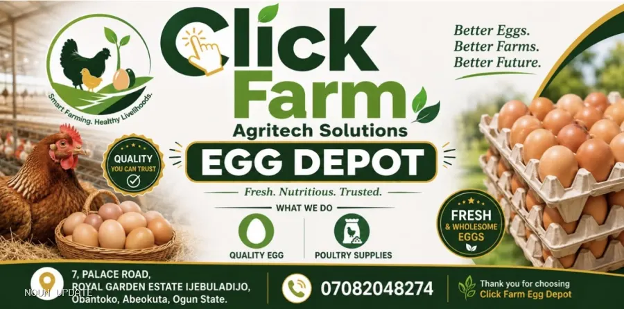 Wholesale Eggs