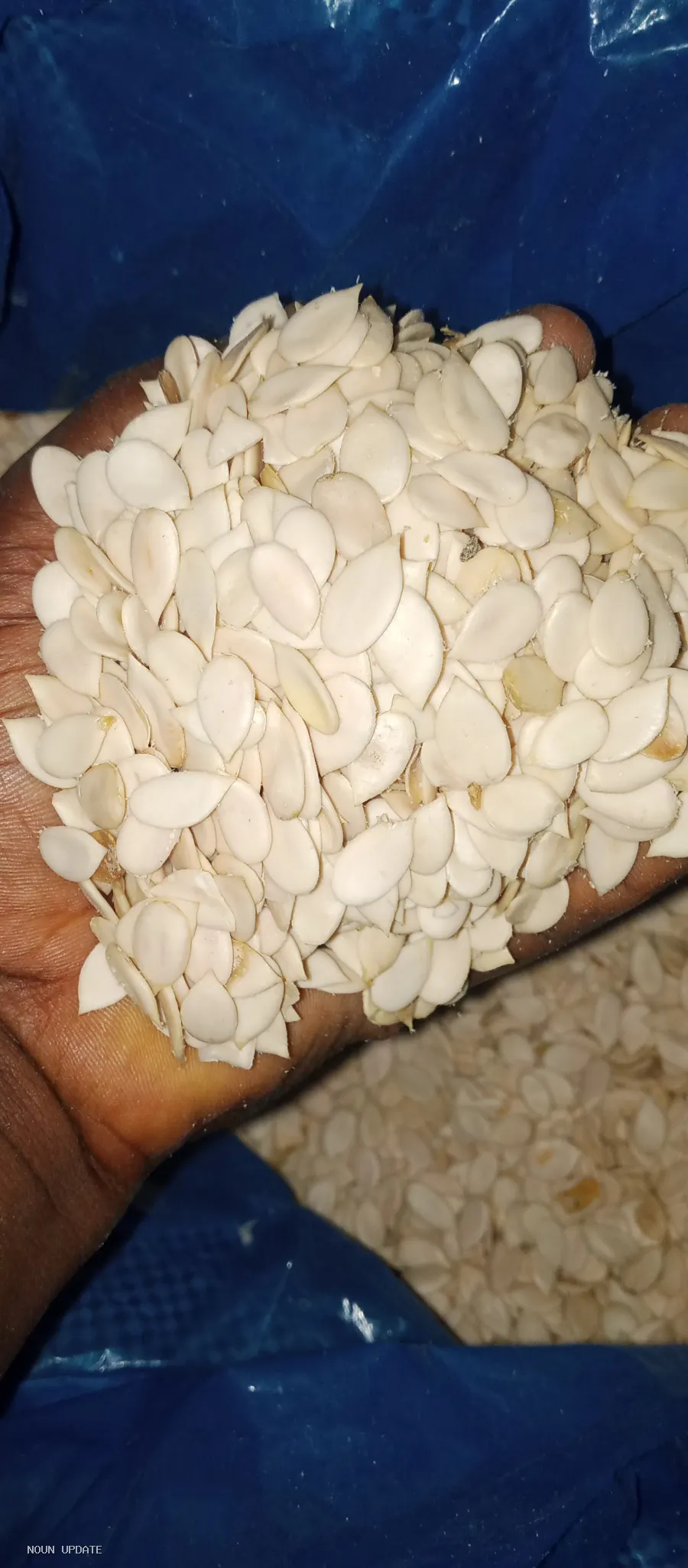 All varieties of Beans and every other agro products.